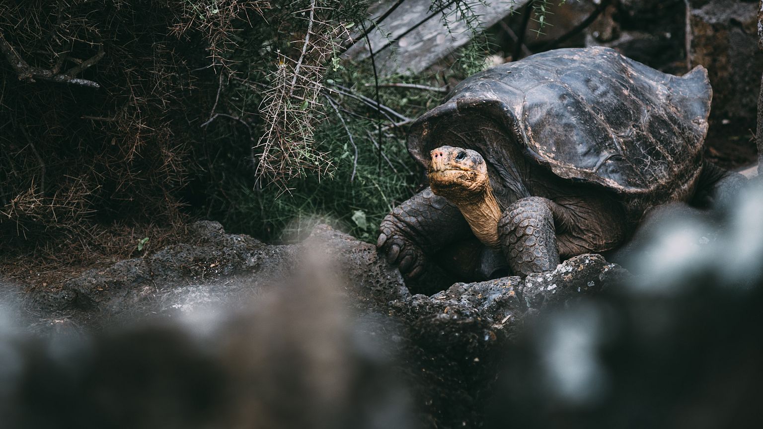 Animals classified as extinct have had incredible comebacks.