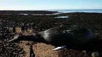 Le cadavre d'une baleine échouée en Islande attise la curiosité