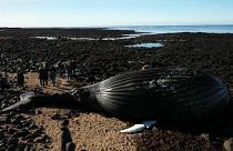 Le cadavre d'une baleine échouée en Islande attise la curiosité