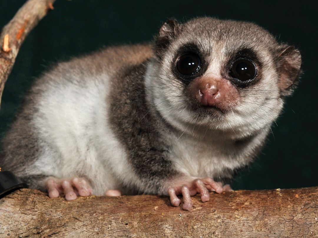 Fat-tailed dwarf lemurs could help us unlock the potential of human ...