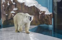 A polar bear in the world's first 'polar bear hotel'