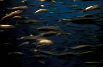 A school of squid underwater. 