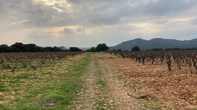 Two vineyards: two approaches to viniculture - Lirac in March 2021 Two vineyards: two approaches to viniculture - Lirac in March 2021