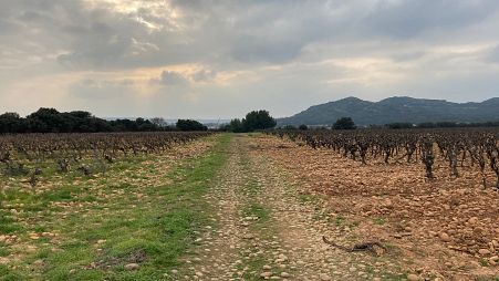 Two vineyards: two approaches to viniculture - Lirac in March 2021