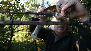 La Justicia Europea aboga por la prohibición de la "cruel" caza de aves con pegamento