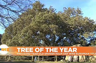 Holm Oak named 'European Tree of the Year' in Spain