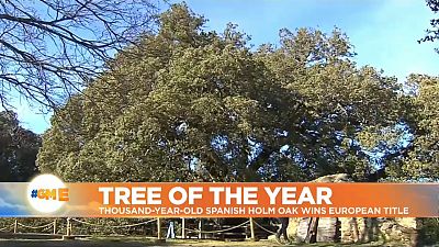 Holm Oak named 'European Tree of the Year' in Spain