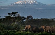 Au Kenya, des éléphants se rassemblent près du Kilimandjaro