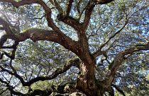 شجرة السنديان 