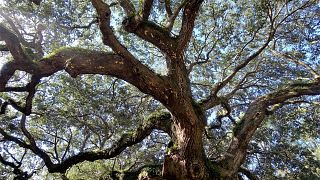 شجرة السنديان