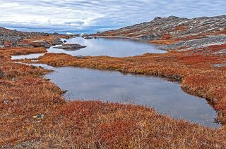 Tundra Ponds in the High Arctic near the Icefjord of Ilulissat, Greenland.