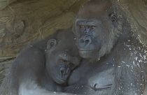 Gorilas en el Zoológico de San Diego (EE.UU.)