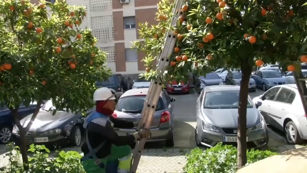 Orange is the new green as Seville turns to fruit juice for electricity