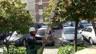 Orangenbäume mitten in der Stadt. Die Früchte sto´ßen in Sevilla nur auf wenig Begeisterung