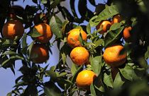 البرتقال الناضج في الأشجار في مدينة إشبيلية الإسبانية.