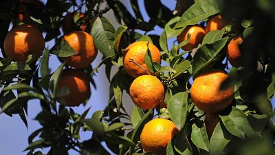 البرتقال الناضج في الأشجار في مدينة إشبيلية الإسبانية.