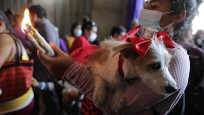 Hundreds of dogs receive the blessing of Saint Lazarus in Nicaragua