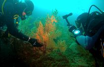 Лекарства из океана: как поправить здоровье за счёт морских биоресурсов?