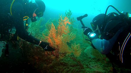 Marine organisms may inspire a non-opioid analgesic for chronic pain