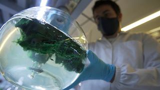 The ocean's microalgae and cyanobacteria: potential cures for disease