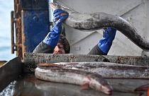 Продлены квоты европейских рыболовов после "брексита"