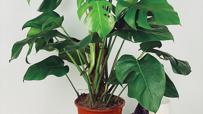 Meet the pilots who gave up flying to fight climate change