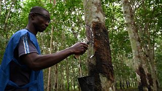 Ivory Coast ranks fourth globally in rubber production