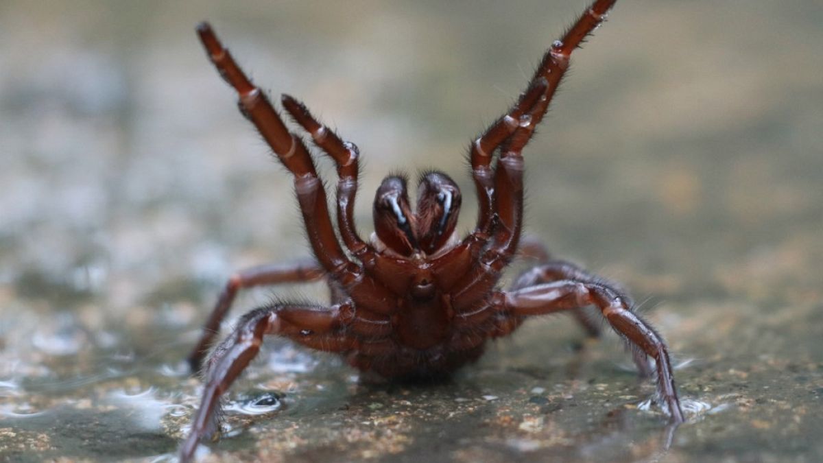 In Australien droht nach heftigem Regen eine Plage der Sydney-Trichternetzspinnen (Atrax robustus)