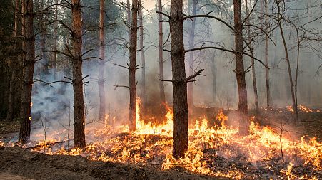 Risk of wildfires increases in the UK