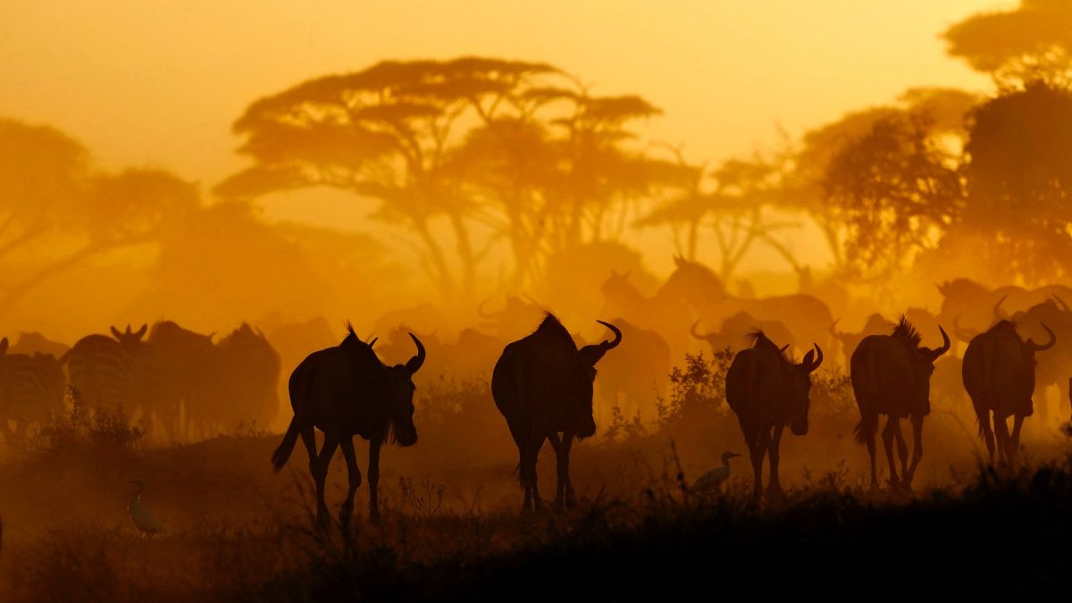 Gnú- és zebracsorda egy kenyai nemzeti parkban – az erősek védik a gyengéket
