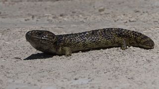The shingleback lizard is one of Australia's most trafficked animals.