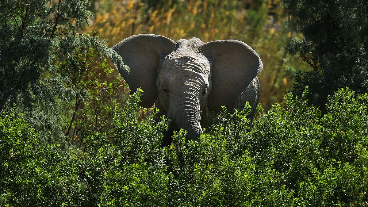 Слон в Национальном парке Крюгера, ЮАР