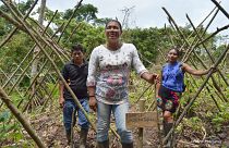 Indigenous and Tribal Peoples have been shown to be the best guardians of Latin America's forests.