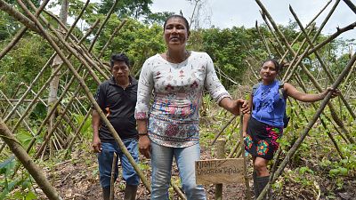 Indigenous and Tribal Peoples have been shown to be the best guardians of Latin America's forests. Indigenous and Tribal Peoples have been shown to be the best guardians of Latin America's forests.
