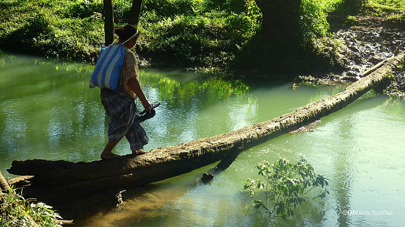 Indigenous and Tribal Peoples are ‘the best guardians of the forest’, says groundbreaking UN report