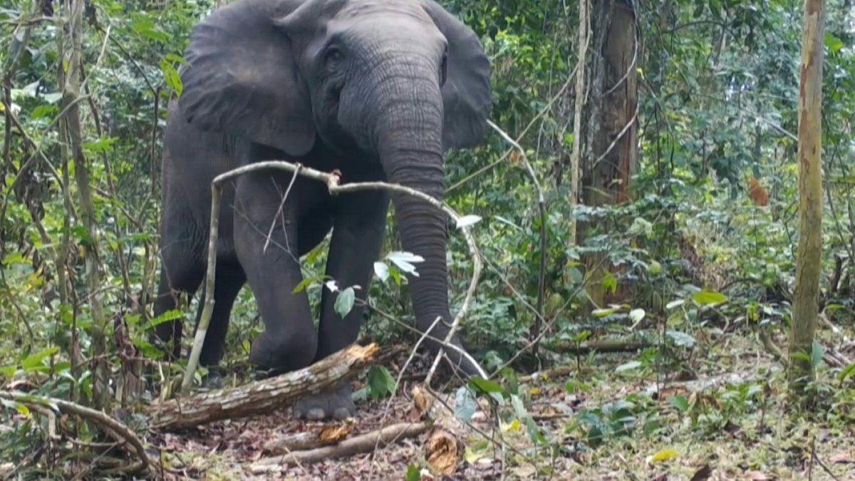 فيلة غابات أفريقيا أصبحت مهددة بـ "خطر الانقراض الأقصى"
