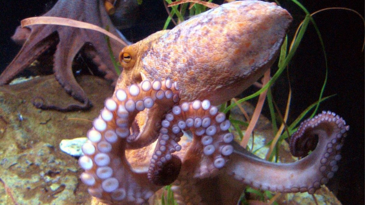 https://commons.wikimedia.org/wiki/File:Octopus_vulgaris_BCN_0219_Mustekala_C.JPG
