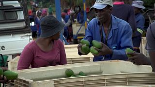 'Green gold': Avocado craze drives crop theft in S.Africa