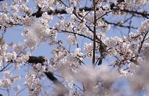 Cerisiers en fleurs à Tokyo