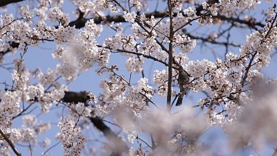 Japanese enjoy sweeping cherry blossom in spring sunshine