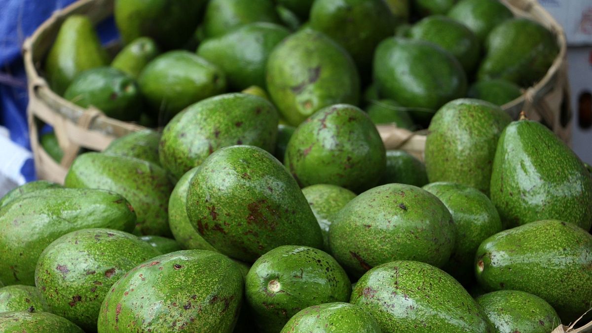 The scaly green fruit has been a source of much environmental controversy in recent years.