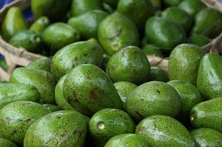 The scaly green fruit has been a source of much environmental controversy in recent years.