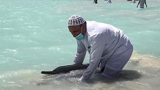 متطوعون سعوديون يرجعون الدلافين العالقة باليد إلى المياه العميقة في منطقة أملج الواقعة على البحر الأحمر- السعودية.