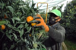 Volunteers pick fruit in Australian cemetery to combat food insecurity