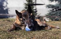 طرح اختصاص مستمری بازنشستگی برای گروهی از حیوانات در لهستان