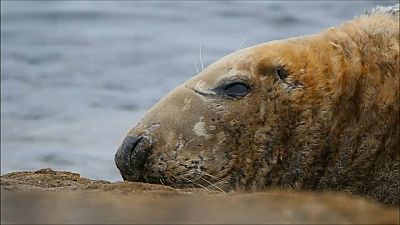 Grey Seal sleeping, Brixham, Devon, UK