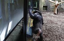 Zoomkapcsolat két állatkert között
