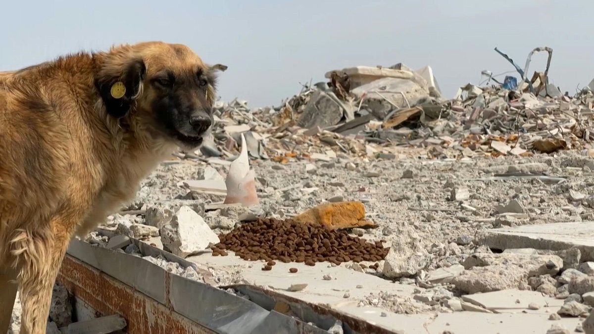 ظاهرة الكلاب الضالة في قطر