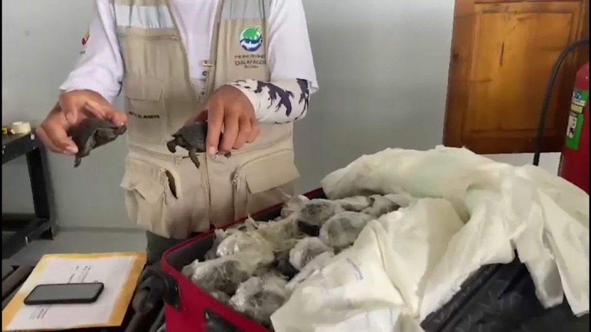 Csaknem kétszáz teknősbébit találtak egy bőröndben a Galápagos-szigeteki reptéren