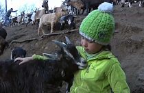 Fiammetta fra le sue capre in Trentino